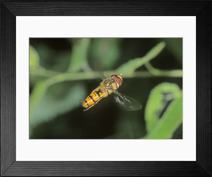 Framed Print : Marmalade Hoverfly (Episyrphus balteatus) Framed Print : Marmalade Hoverfly (Episyrphus balteatus)