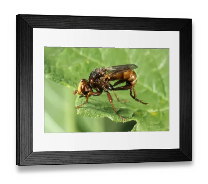 Framed Print : Thick-headed Fly (Sicus ferrugineus) Framed Print : Thick-headed Fly (Sicus ferrugineus)
