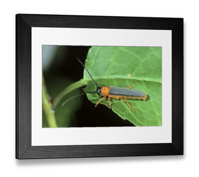 Framed Print : Twin Spot Longhorn Beetle (Oberea oculata) Framed Print : Twin Spot Longhorn Beetle (Oberea oculata)