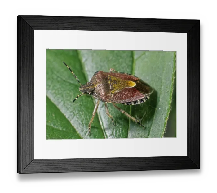 Framed Print : Berry Shield Bug (Dolycoris baccarum) Framed Print : Berry Shield Bug (Dolycoris baccarum)