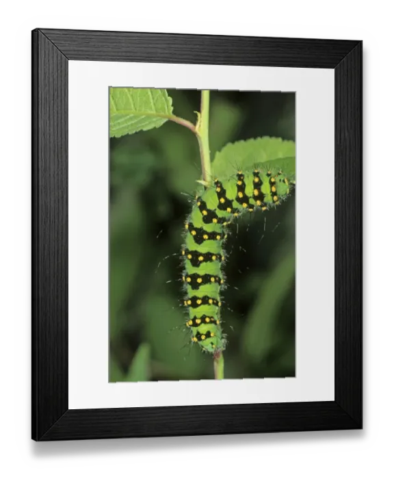 Framed Print : Small Emperor Moth (Saturnia pavonia), adult caterpillar feeding on a blackthorn leaf Framed Print : Small Emperor Moth (Saturnia pavonia), adult caterpillar feeding on a blackthorn leaf