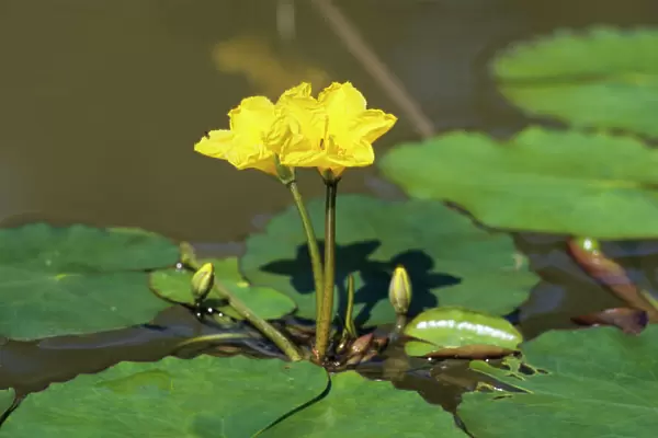 Fringed Water-lily or Yellow Floating-heart, (Nymphoides peltata)