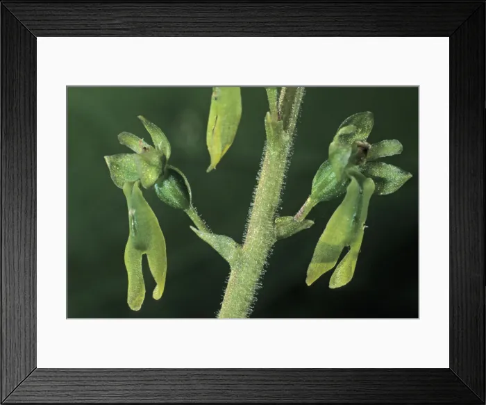 Framed Print : European Common Twayblade (Listera ovata), single flowers Framed Print : European Common Twayblade (Listera ovata), single flowers