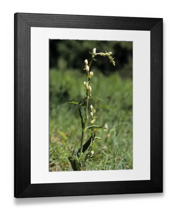 Framed Print : White Helleborine (Cephalanthera damasonium), Swabian Alb, Baden-Wuerttemberg, Germany, Europe Framed Print : White Helleborine (Cephalanthera damasonium), Swabian Alb, Baden-Wuerttemberg, Germany, Europe