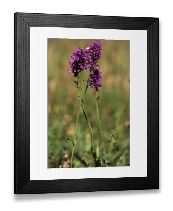 Framed Print : Purple Betony or Bishops Wort (Stachys officinalis) Framed Print : Purple Betony or Bishops Wort (Stachys officinalis)