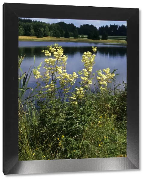 Real meadowsweet (Filipendula ulmaria), Weiherwiesen, Swabian Alb, Baden-Wuerttemberg, Germany, Europe