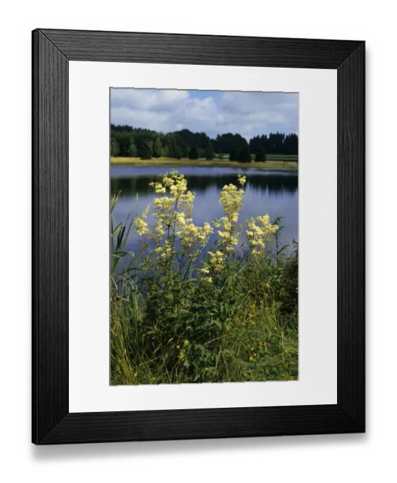 Framed Print : Real meadowsweet (Filipendula ulmaria), Weiherwiesen, Swabian Alb, Baden-Wuerttemberg, Germany, Europe Framed Print : Real meadowsweet (Filipendula ulmaria), Weiherwiesen, Swabian Alb, Baden-Wuerttemberg, Germany, Europe