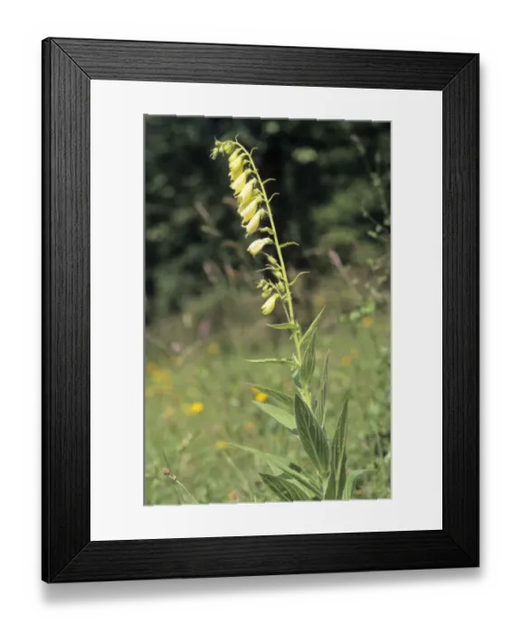 Framed Print : Large Yellow Foxglove (Digitalis grandiflora), Swabian Alb, Baden-Wuerttemberg, Germany, Europe Framed Print : Large Yellow Foxglove (Digitalis grandiflora), Swabian Alb, Baden-Wuerttemberg, Germany, Europe