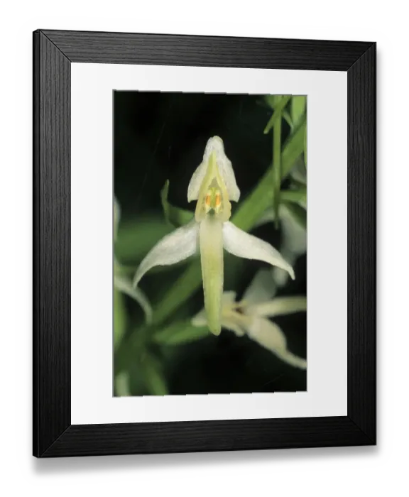 Framed Print : Lesser Butterfly-orchid (Platanthera bifolia), single flower Framed Print : Lesser Butterfly-orchid (Platanthera bifolia), single flower