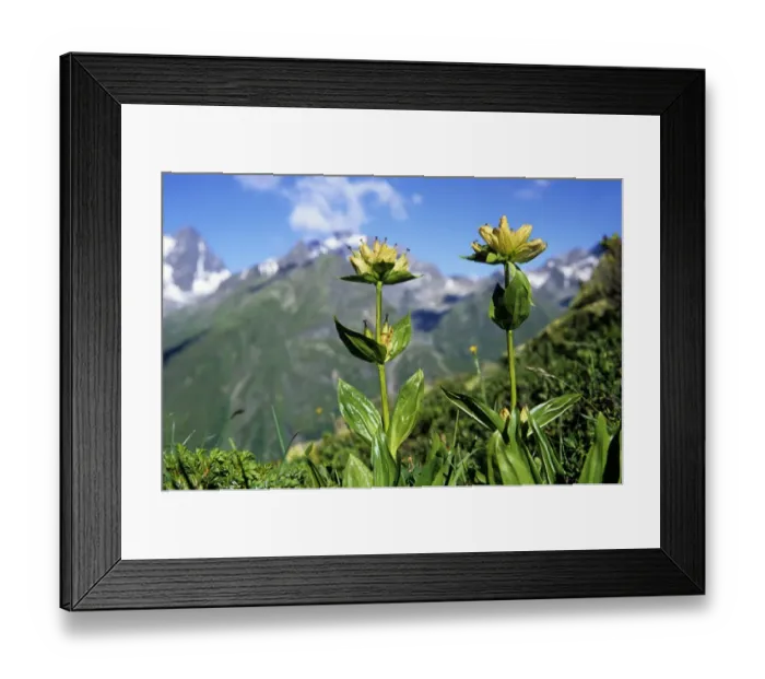 Framed Print : Spotted Gentian (Gentiana punctata), Pitztal, Tyrol, Austria, Europe Framed Print : Spotted Gentian (Gentiana punctata), Pitztal, Tyrol, Austria, Europe