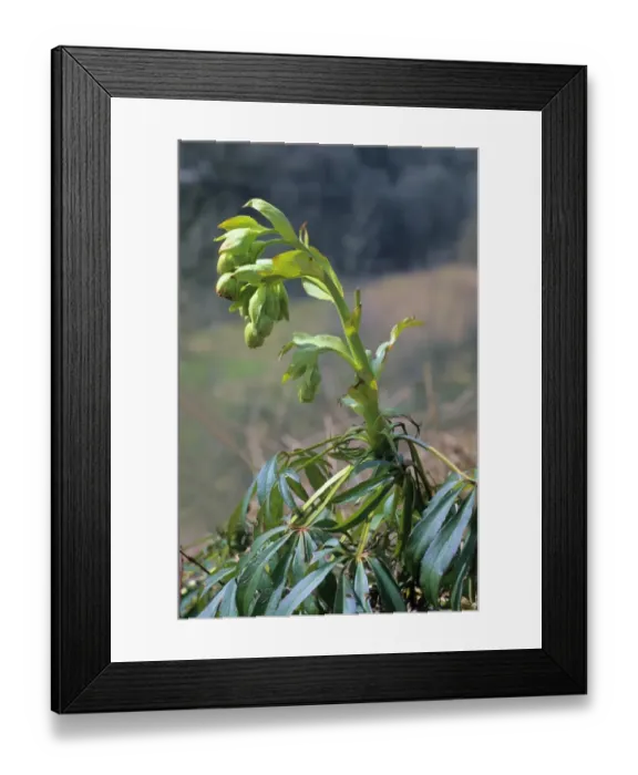 Framed Print : Stinking Hellebore or Dungwort (Helleborus foetidus), Germany, Europe Framed Print : Stinking Hellebore or Dungwort (Helleborus foetidus), Germany, Europe