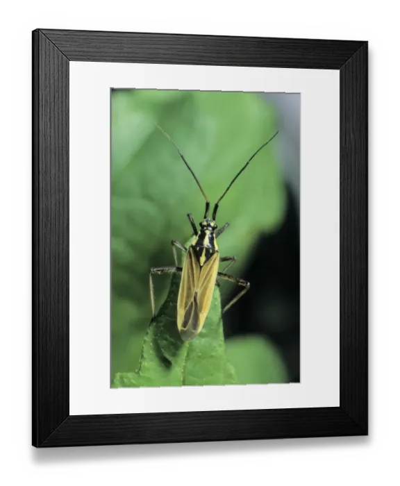 Framed Print : Meadow Plant Bug (Leptopterna dolabrata) Framed Print : Meadow Plant Bug (Leptopterna dolabrata)