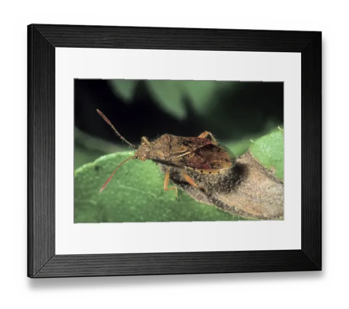 Framed Print : Scentless Plant Bug species (Stictopleurus cf pictus) Framed Print : Scentless Plant Bug species (Stictopleurus cf pictus)