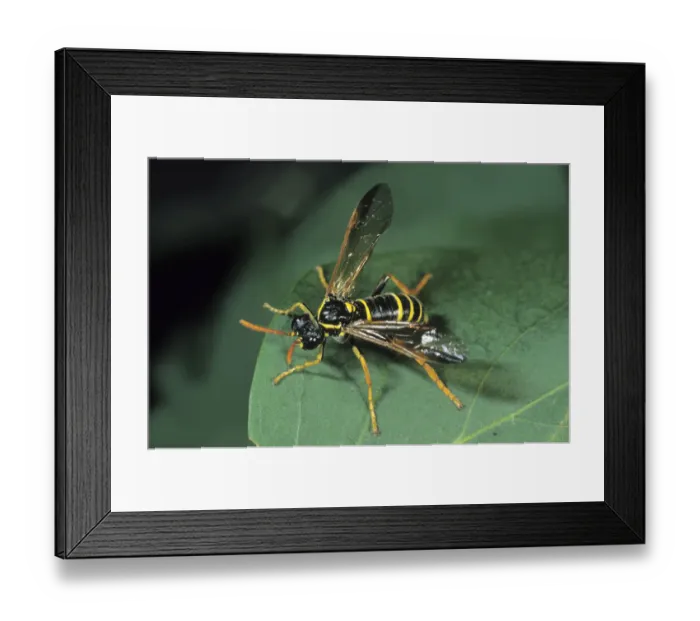 Framed Print : Sawfly species (Allantus scrophularia) Framed Print : Sawfly species (Allantus scrophularia)