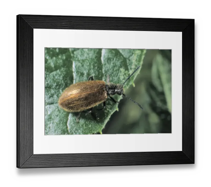 Framed Print : Darkling Beetle (Lagria hirta) Framed Print : Darkling Beetle (Lagria hirta)