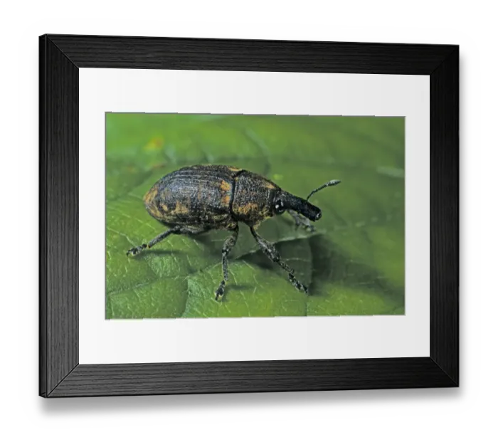 Framed Print : Clover Leaf Weevil (Hypera zoilus) Framed Print : Clover Leaf Weevil (Hypera zoilus)