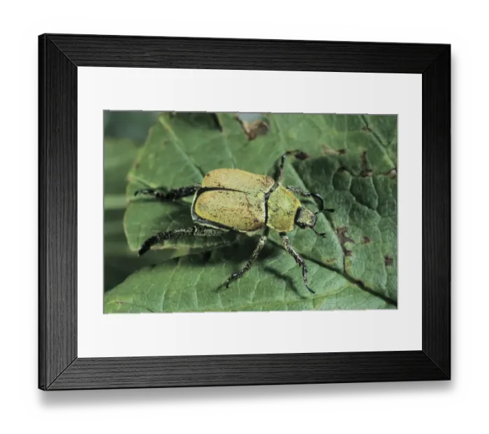 Framed Print : Yellow-green eucinetid beetle (Hoplia farinosa) Framed Print : Yellow-green eucinetid beetle (Hoplia farinosa)