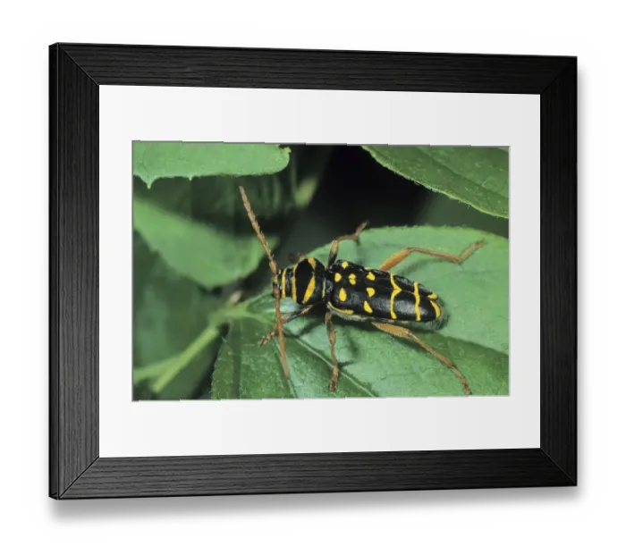 Framed Print : Longhorn Beetle species (Plagionotus arcuatus) Framed Print : Longhorn Beetle species (Plagionotus arcuatus)