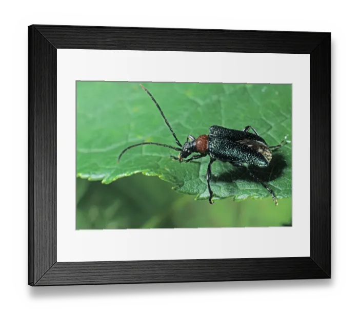 Framed Print : Longhorn Beetle species (Gaurotes virginea)