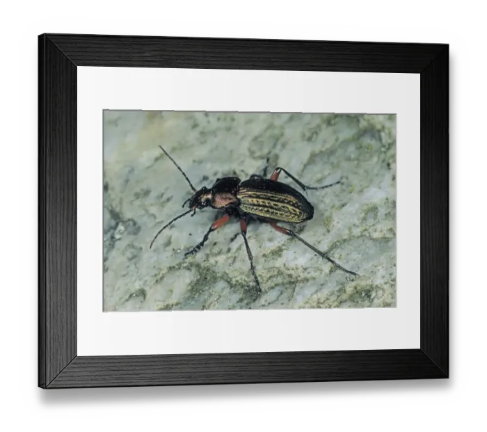 Framed Print : Ground Beetle species (Carabus cancellatus)