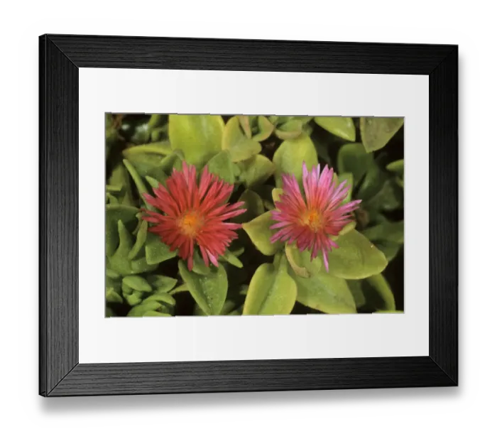 Framed Print : Heartleaf iceplant, baby sun rose (Aptenia cordifolia), Cyprus island, Greece, Europe Framed Print : Heartleaf iceplant, baby sun rose (Aptenia cordifolia), Cyprus island, Greece, Europe
