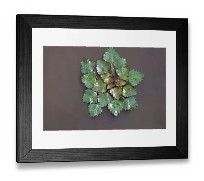 Framed Print : Water chestnut, water caltrop (Trapa natans), Hortobagy ponds, Hungary, Europe