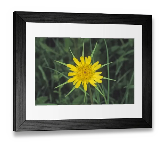 Framed Print : Western salsify (Tragopogon dubius), HortobAzAagy Puszta plains, Hungary, Europe Framed Print : Western salsify (Tragopogon dubius), HortobAzAagy Puszta plains, Hungary, Europe