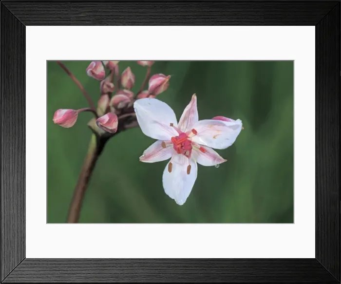 Framed Print : Flowering rush (Butomus umbellatus), Hortobagy Puszta plains, Hungary, Europe Framed Print : Flowering rush (Butomus umbellatus), Hortobagy Puszta plains, Hungary, Europe