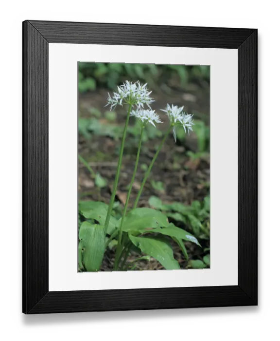 Framed Print : Bears garlic, wild garlic (Allium ursinum) Framed Print : Bears garlic, wild garlic (Allium ursinum)