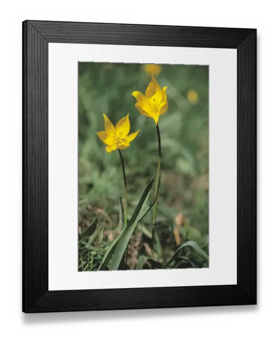 Framed Print : Woodland tulip (Tulipa sylvestris) Framed Print : Woodland tulip (Tulipa sylvestris)