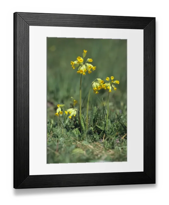 Framed Print : Cowslip (Primula veris) Framed Print : Cowslip (Primula veris)