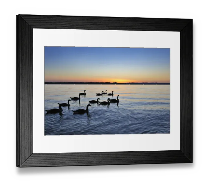 Framed Print : Geese in the sunset on Starnberger See or Lake Starnberg in Ambach, Muensing, Upper Bavaria, Bavaria, Germany, Europe Framed Print : Geese in the sunset on Starnberger See or Lake Starnberg in Ambach, Muensing, Upper Bavaria, Bavaria, Germany, Europe