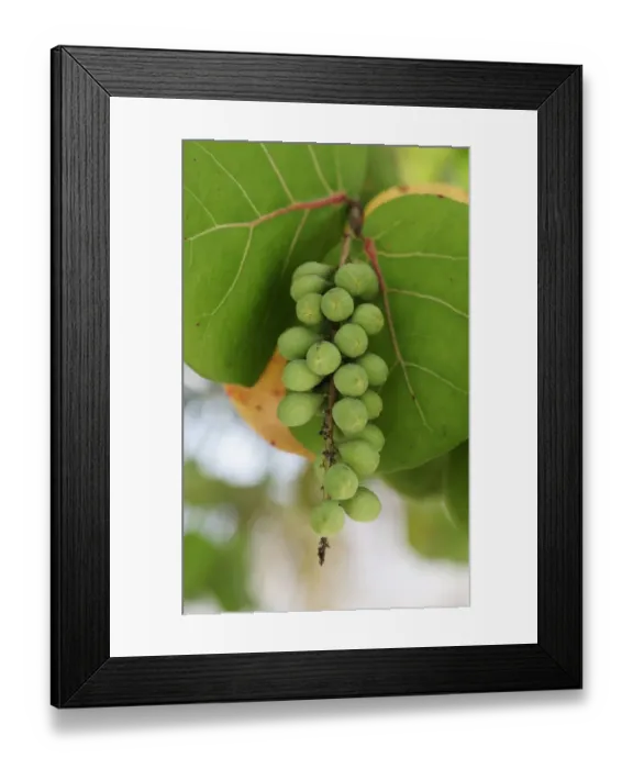 Framed Print : Seagrape and Baygrape (Coccoloba uvifera), Dominican Republic, Caribbean Framed Print : Seagrape and Baygrape (Coccoloba uvifera), Dominican Republic, Caribbean