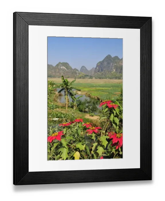 Framed Print : Poinsettia (Euphorbia pulcherrima), Mai Chau Valley, Vietnam, Asia