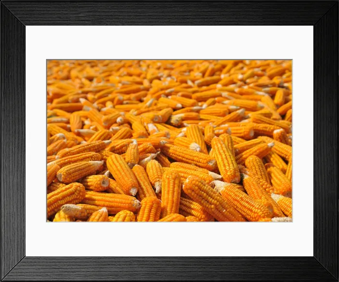 Framed Print : Corn laid out to dry, Vietnam, Asia