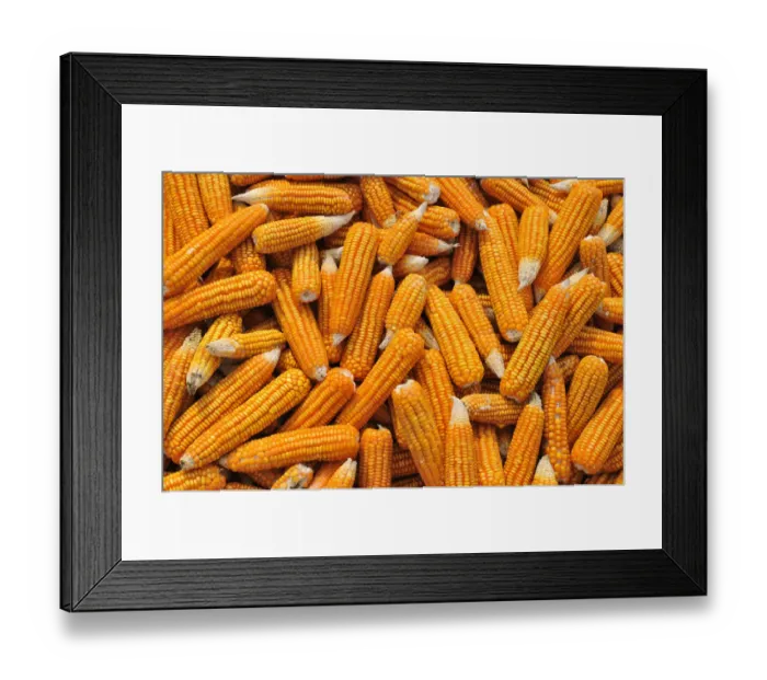 Framed Print : Corn laid out to dry, Vietnam, Asia Framed Print : Corn laid out to dry, Vietnam, Asia