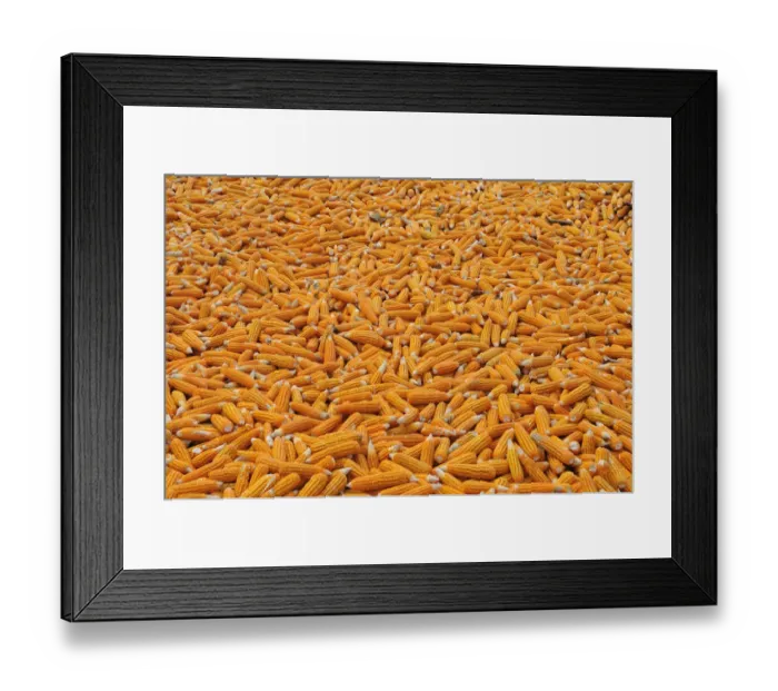 Framed Print : Corn laid out to dry, Vietnam, Asia