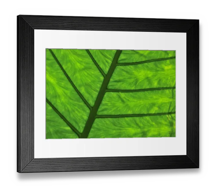 Framed Print : Detailed view of a leaf, Vietnam, Southeast Asia Framed Print : Detailed view of a leaf, Vietnam, Southeast Asia