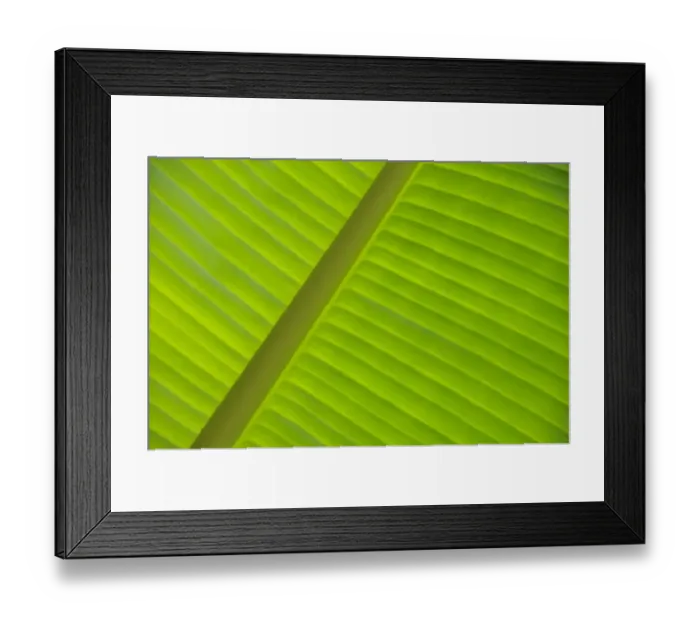 Framed Print : Banana leaf (Musa), detailed view, Vietnam, Southeast Asia Framed Print : Banana leaf (Musa), detailed view, Vietnam, Southeast Asia