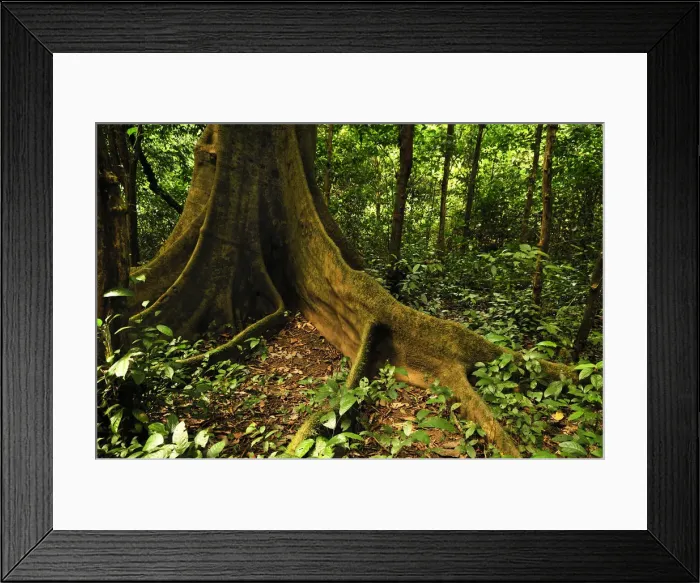 Framed Print : Cuc Phuong National Park, Vietnam, Southeast Asia Framed Print : Cuc Phuong National Park, Vietnam, Southeast Asia
