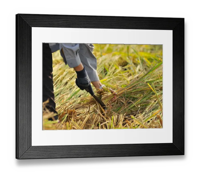 Framed Print : Rice harvest, Vietnam, Southeast Asia
