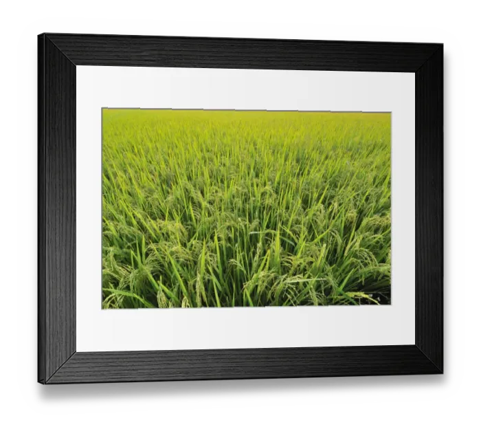 Framed Print : Rice field, Vietnam, Southeast Asia Framed Print : Rice field, Vietnam, Southeast Asia