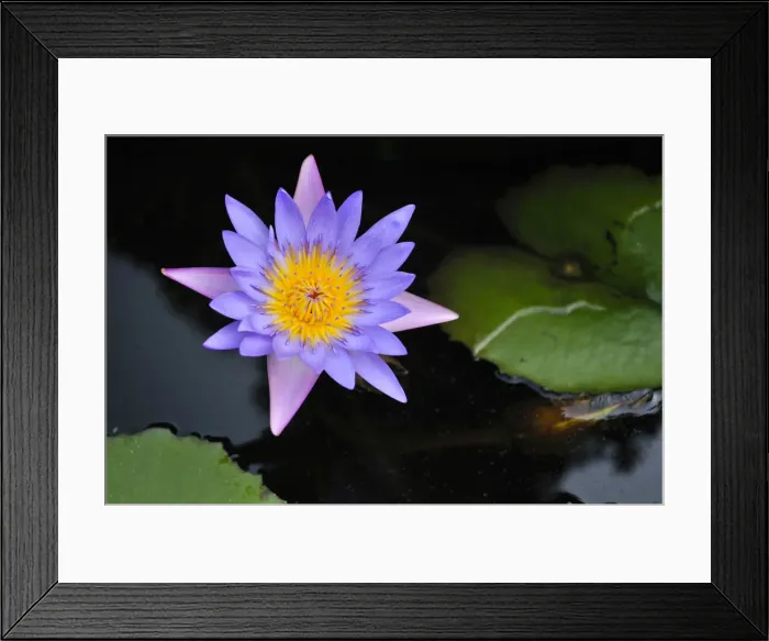 Framed Print : Lotus flower, water lily, Vietnam, Southeast Asia Framed Print : Lotus flower, water lily, Vietnam, Southeast Asia