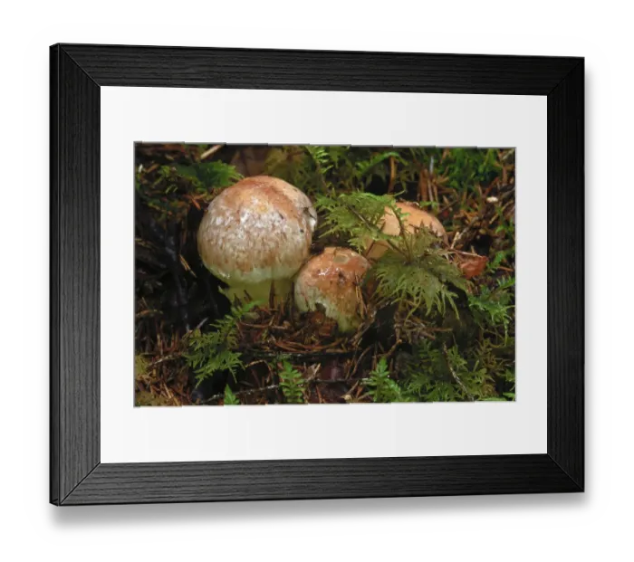 Framed Print : Honey fungus (Armillaria spp. ) mushrooms with moss, Norway, Scandinavia, Europe Framed Print : Honey fungus (Armillaria spp. ) mushrooms with moss, Norway, Scandinavia, Europe