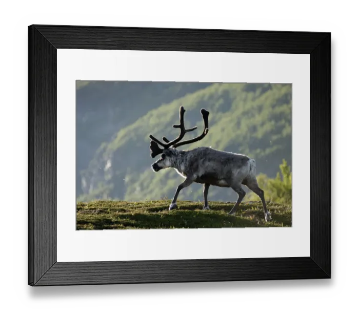 Framed Print : Reindeer or reindeer (Rangifer tarandus), Finnmark, Norway, Scandinavia, Europe Framed Print : Reindeer or reindeer (Rangifer tarandus), Finnmark, Norway, Scandinavia, Europe