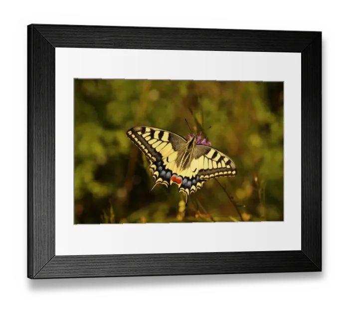 Framed Print : Old world swallowtail (Papilio machaon) Framed Print : Old world swallowtail (Papilio machaon)