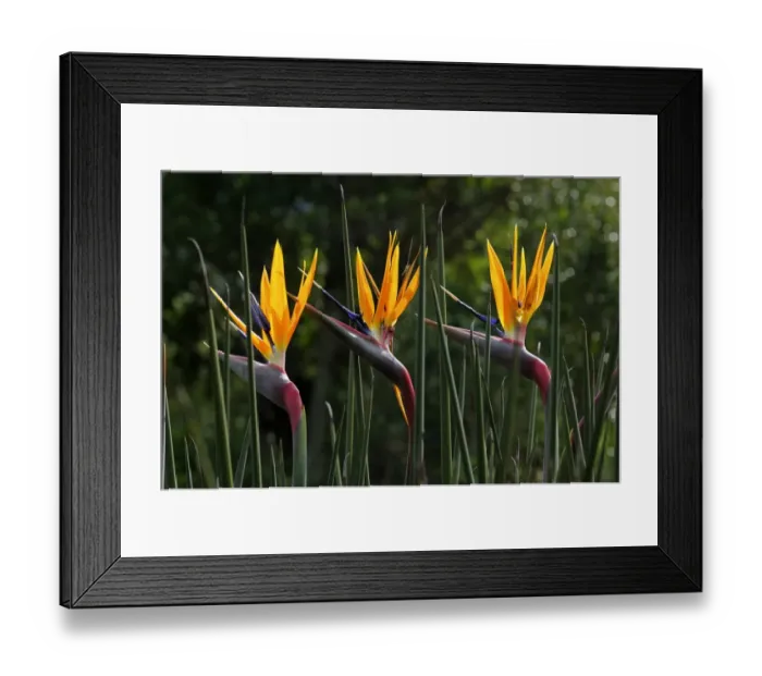 Framed Print : Strelitzia (Strelitziaceae), South Afrika Framed Print : Strelitzia (Strelitziaceae), South Afrika