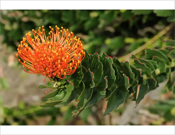 Red pincushion protea (Leucospermum cordifolium), Cape flora, Cape Floral Kingdom, South Africa