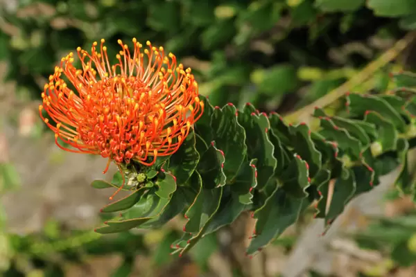 Red pincushion protea (Leucospermum cordifolium), Cape flora, Cape Floral Kingdom, South Africa