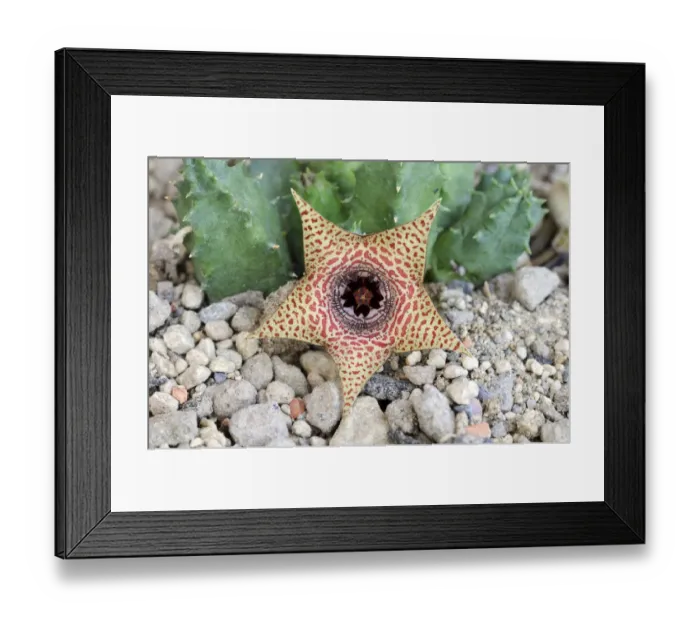 Framed Print : Huernia (Huernia piersii) ES3627 Framed Print : Huernia (Huernia piersii) ES3627